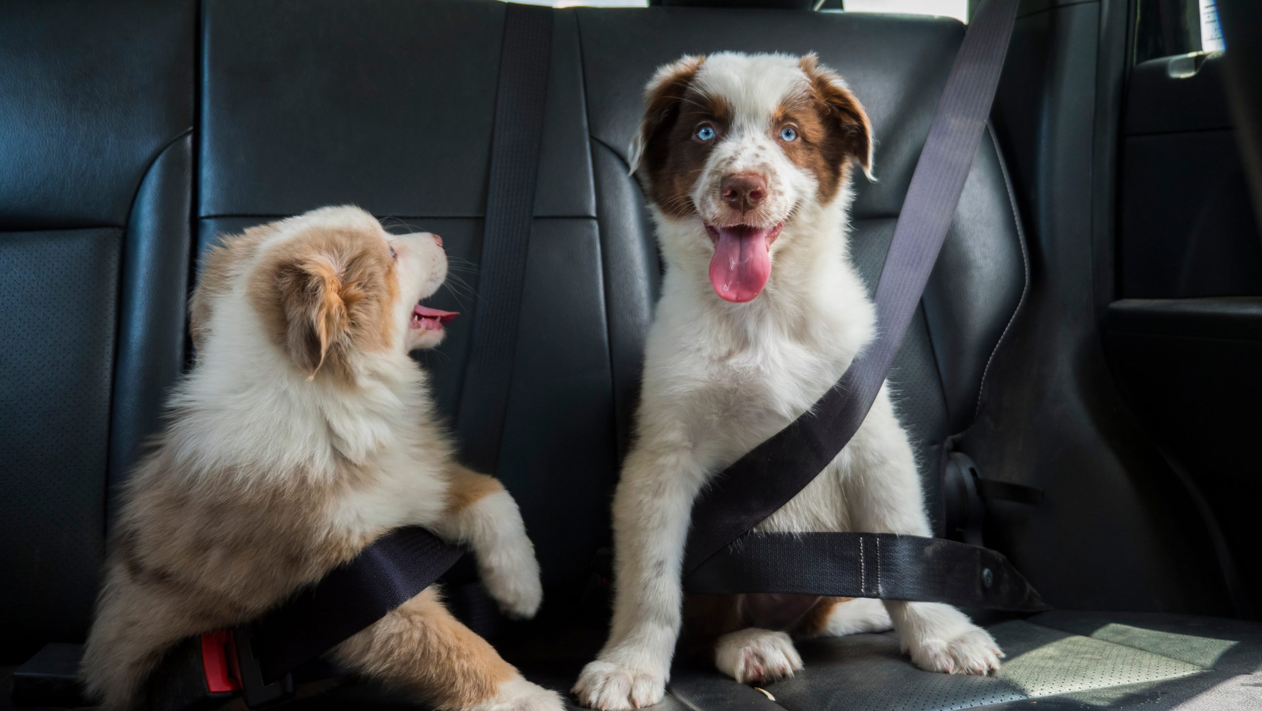 Two fluffy puppies with contrasting brown and white fur are sitting on car seats. One looks forward with its tongue out, while the other turns to the side. Both are securely fastened with seatbelts, highlighting an awareness of "The Real Dangers of Leaving Kids and Pets in Your Car" as they remain playful and happy.