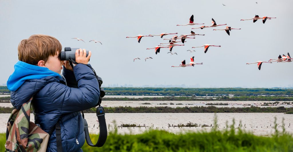 The Best Bird-watching Binoculars for Beginners