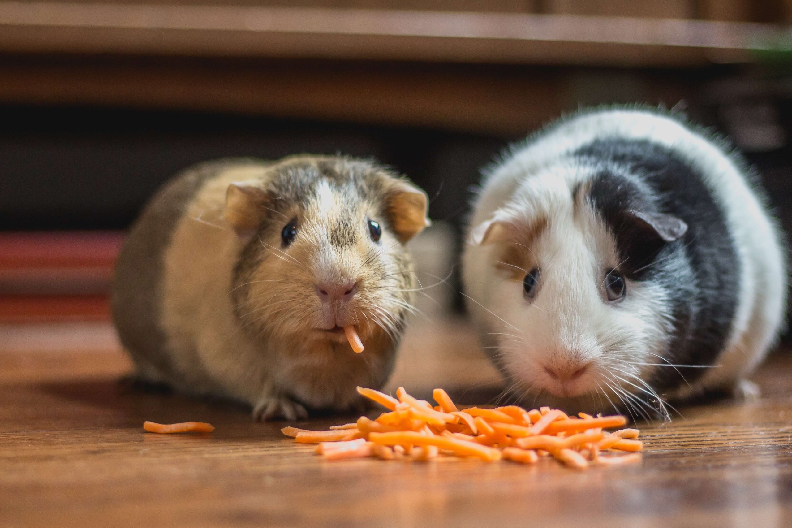 Two small pets for kids, these adorable guinea pigs, are sitting on a wooden floor. One is brown and beige, nibbling on shredded carrots, while the other is black and white, also focused on the carrots in front of them.