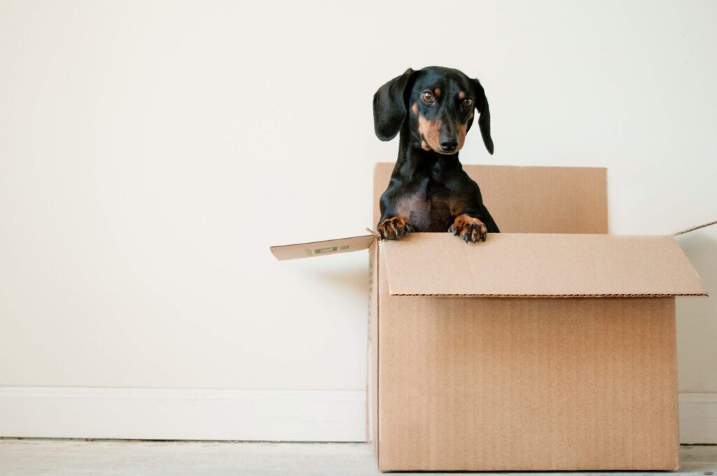 A black and tan dachshund peeks out from inside a cardboard box, ready to inspire playful pet games for kids against a plain white wall background.