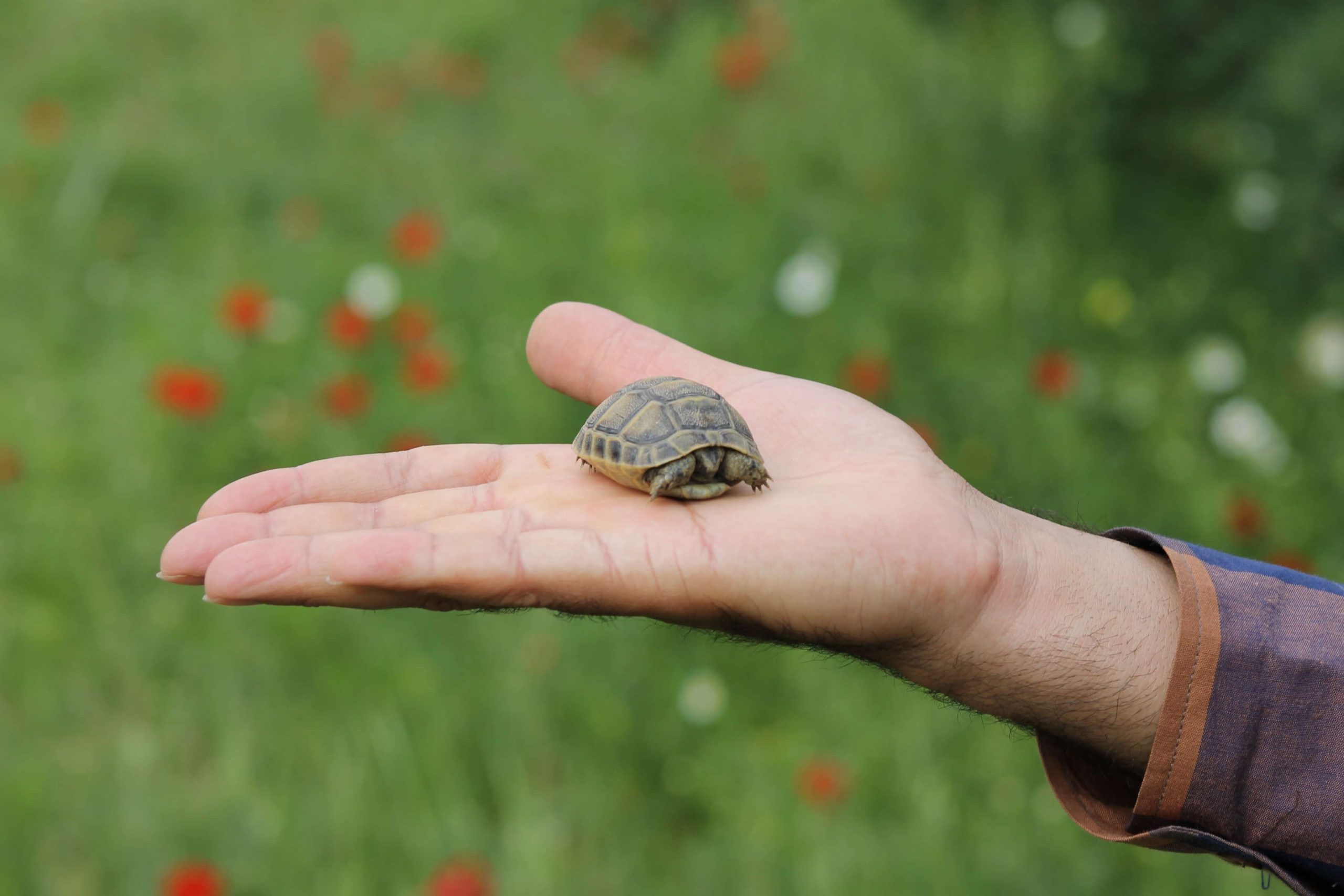 A tiny tortoise, perfect for a child's first pet, rests on an outstretched hand against a blurred green field with scattered red flowers in the background.