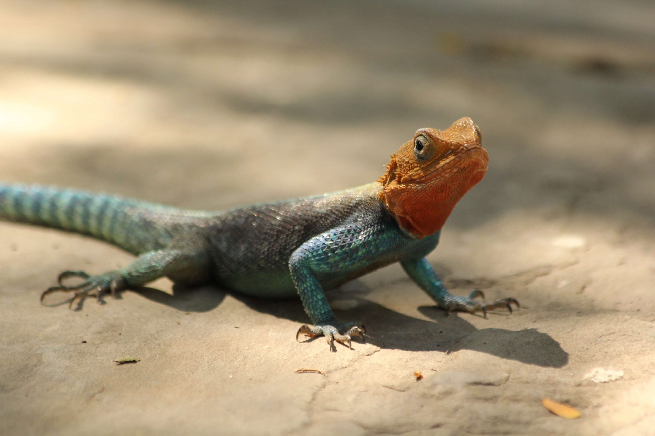 A colorful lizard with a bright orange head and blue body is basking in sunlight on a smooth, sandy surface. Some of the best pet lizards for kids, known for their vibrant hues and gentle demeanor, have similar sharp claws and scales. Its small shadow dances beneath it.