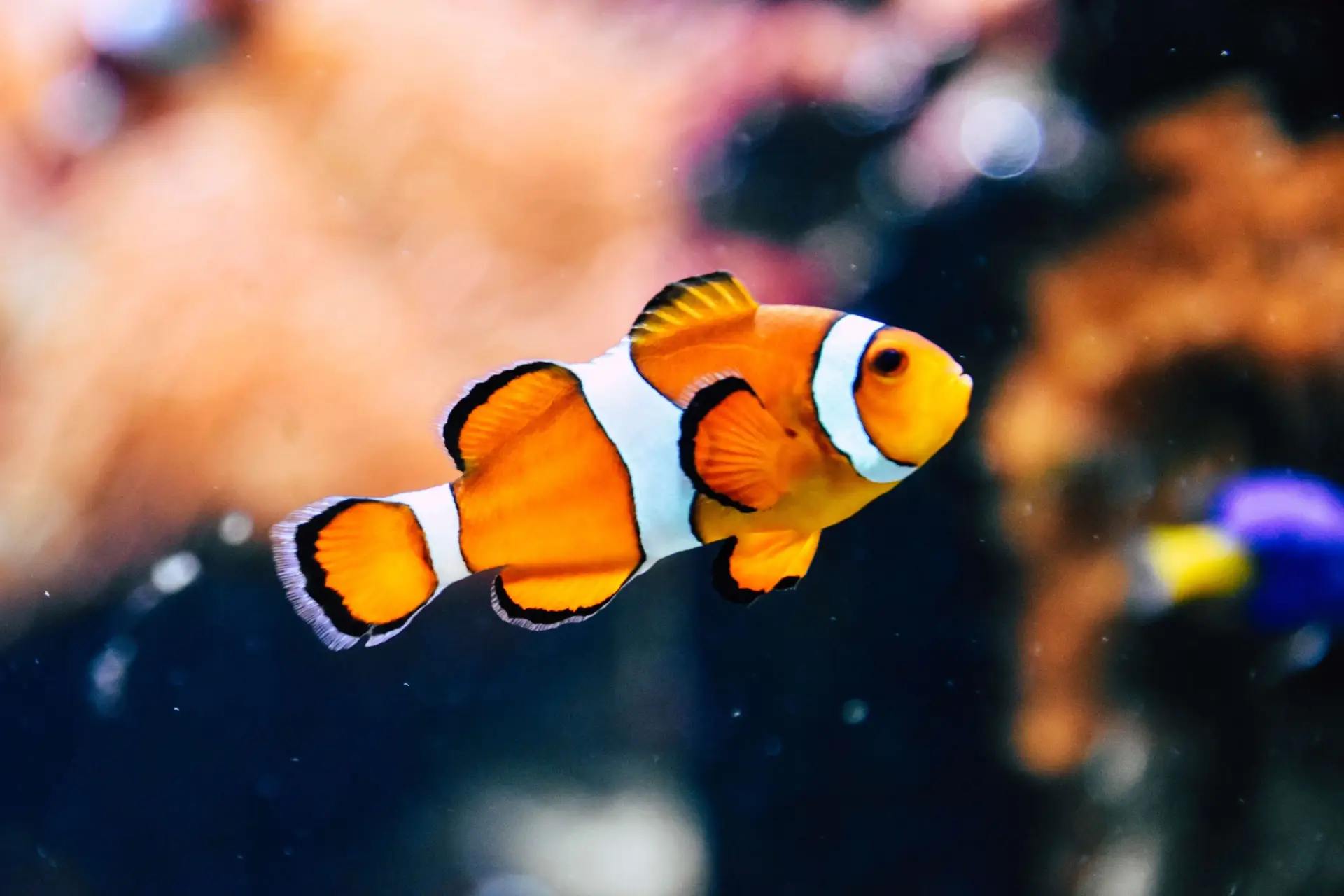 A vibrant clownfish, often considered one of the best pet fish for kids, swims in a brightly colored coral reef. Its orange and white stripes stand out against the blurred background of blue and purple hues. Bubbles surround it, conveying a peaceful underwater scene.