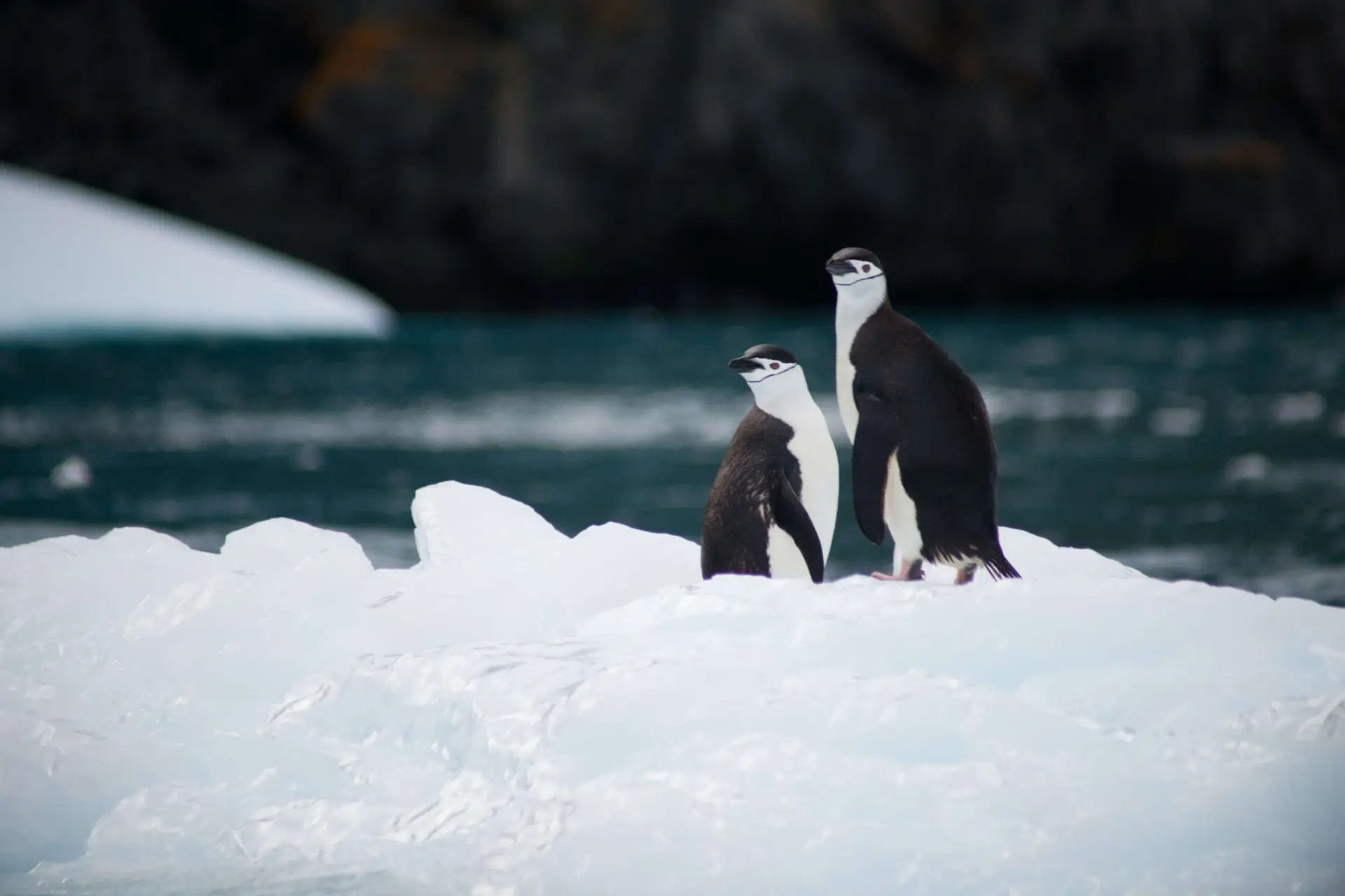 Two penguins stand on a snowy iceberg floating in the chilly waters of Antarctica. The background features a rocky shoreline, partially out of focus, enhancing this serene and natural scene. It's the perfect snapshot for fun facts about Antarctica for kids to explore and enjoy!