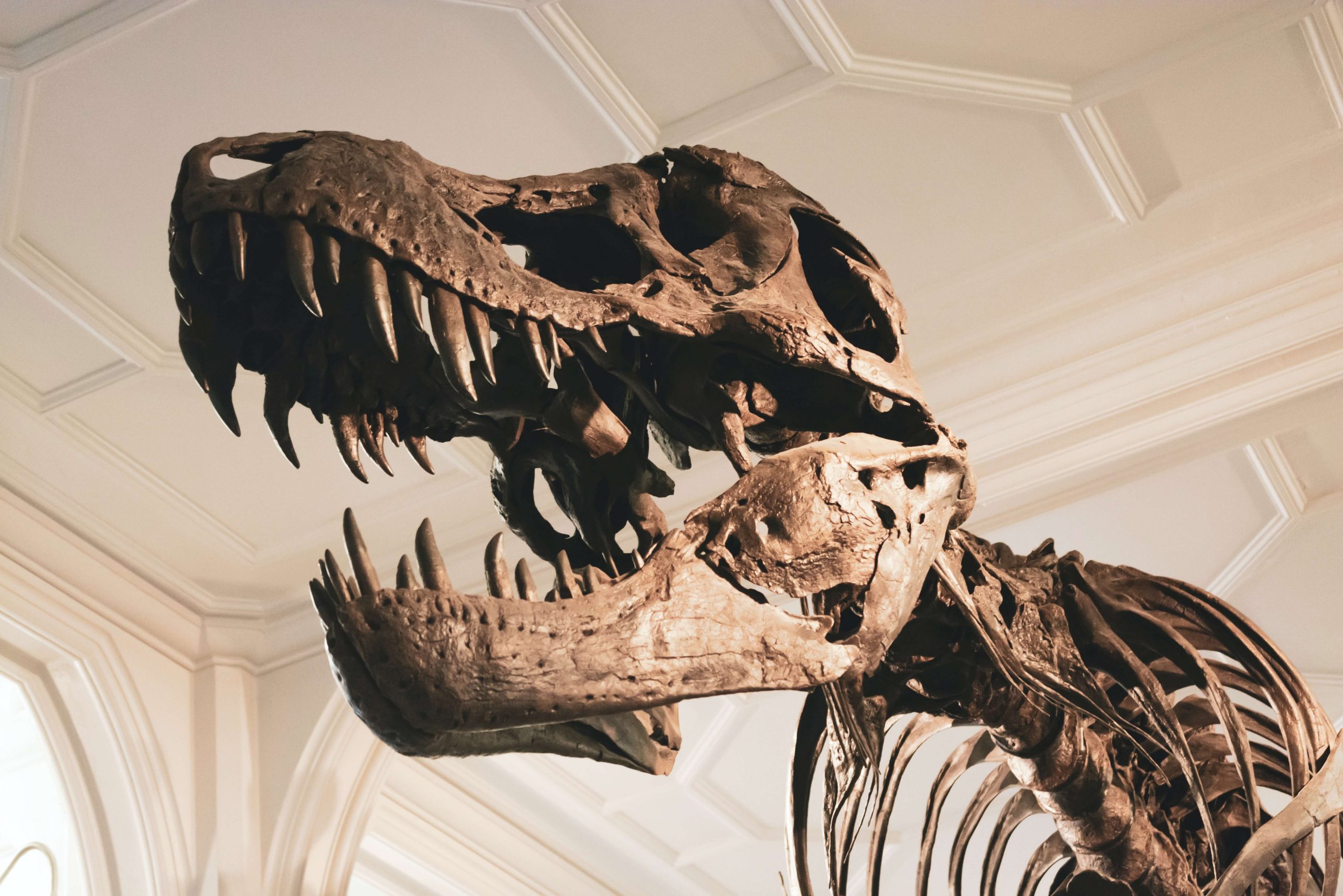 A close-up of a Tyrannosaurus rex skeleton displayed in a museum setting, showcasing its large, open jaws and sharp teeth. The magnificent creature stands tall against an ornately decorated ceiling, much like the illustrations in dinosaur books for kids that ignite young imaginations.