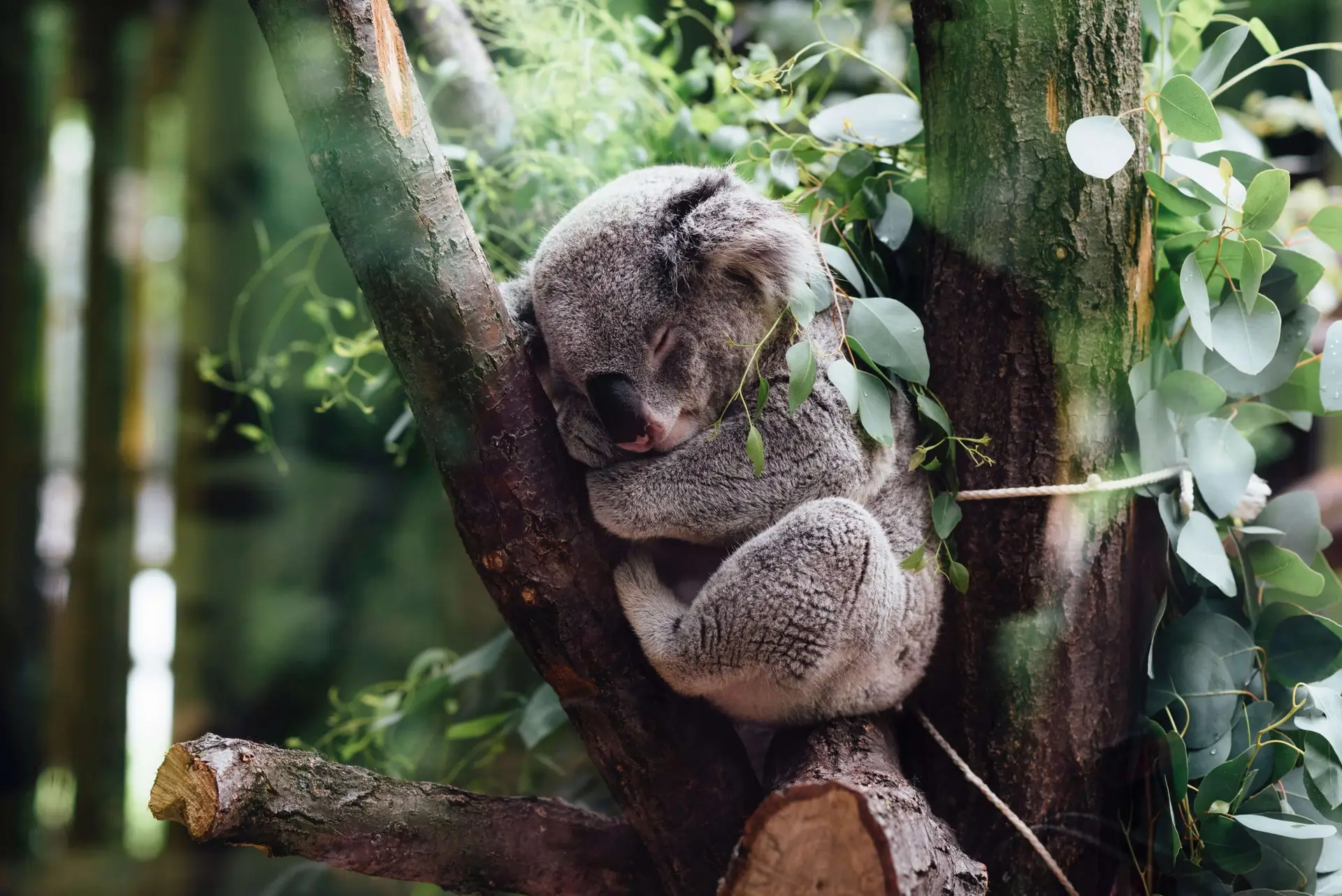 A koala is sleeping while nestled in the fork of a tree, surrounded by green leaves. Perfect for animal trivia for kids, this serene scene shows how branches provide a cozy resting spot as the koala rests its head and closes its eyes.