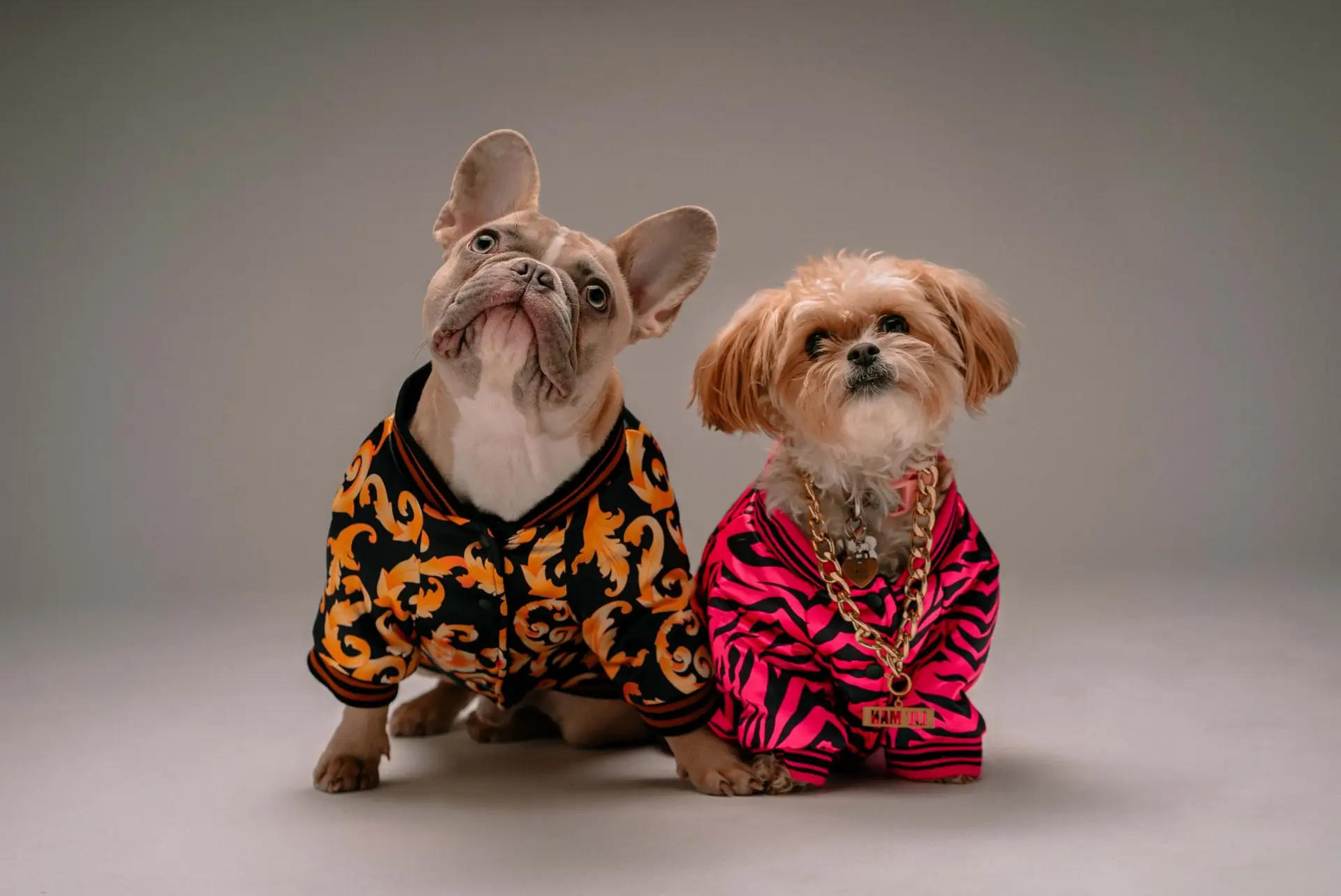 A French bulldog and a small fluffy dog, stars ready for dog movies for kids, sit side by side in colorful outfits. The bulldog sports an orange and black patterned jacket, while the fluffy companion dons a pink and black ensemble with a gold chain against a neutral backdrop.