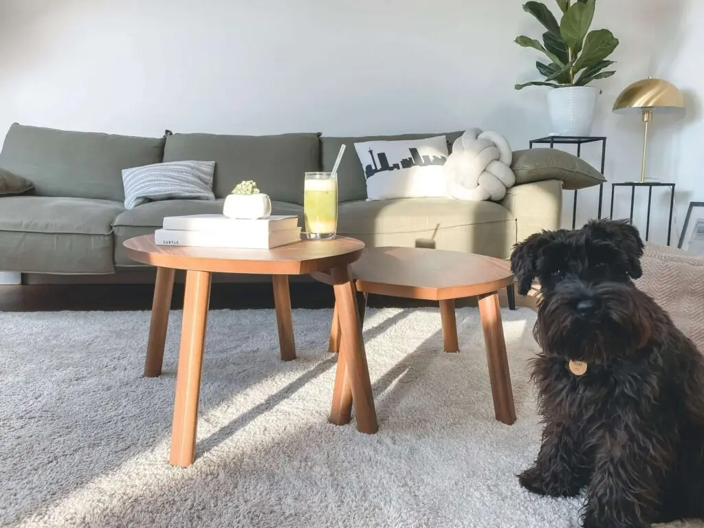 A cozy living room with a green sofa, two round wooden coffee tables, and a black dog lounging on the best carpet for kids and pets—a light rug. On the tables are books, a candle, and a green drink with a straw. A plant and lamp add charm to the background.