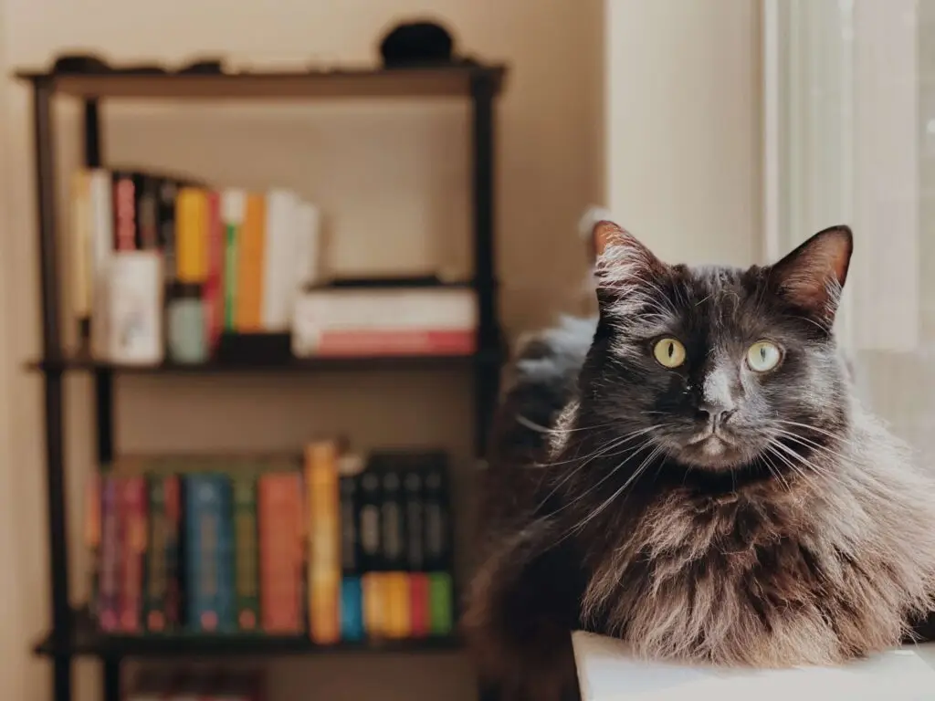 A fluffy black cat with bright yellow eyes is lounging on a windowsill, eyeing the kid-friendly books on a nearby shelf. The colorful collection adds a cozy ambiance to the room as sunlight filters in, creating a warm and inviting feeling.