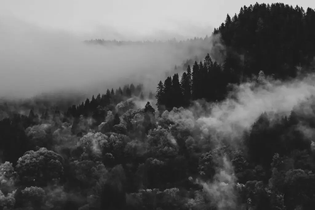 A black and white image of a misty forested landscape with dense trees evokes an atmosphere as layered and mysterious as the psychological effects of child grooming. Fog envelops the trees, while hills in the background add depth to this haunting composition.