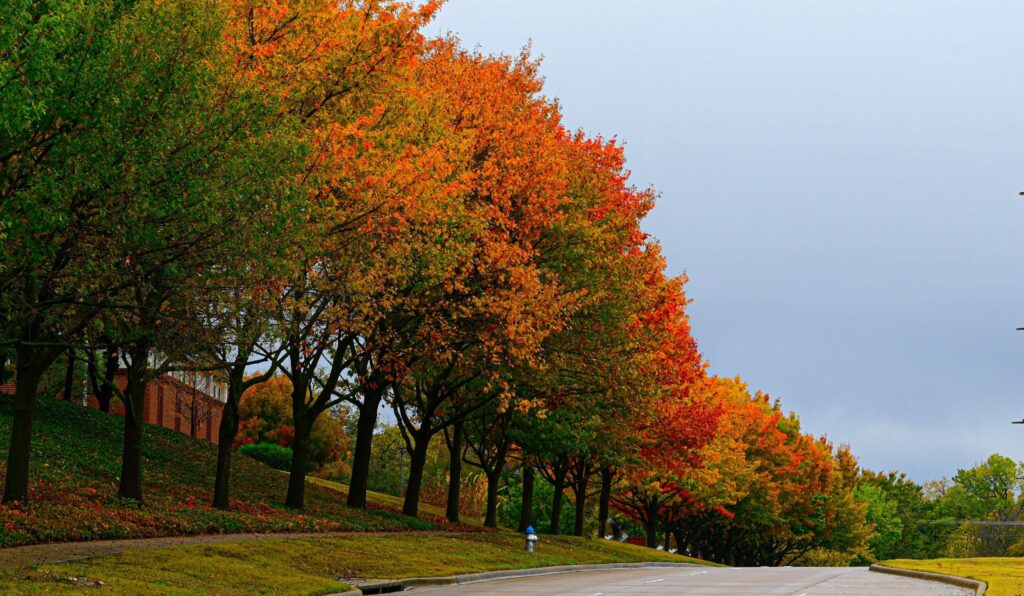 A row of trees with vibrant fall foliage, featuring varying shades of green, orange, and red, lines a quiet suburban street under a cloudy sky—an inspiring backdrop for DIY fall crafts.