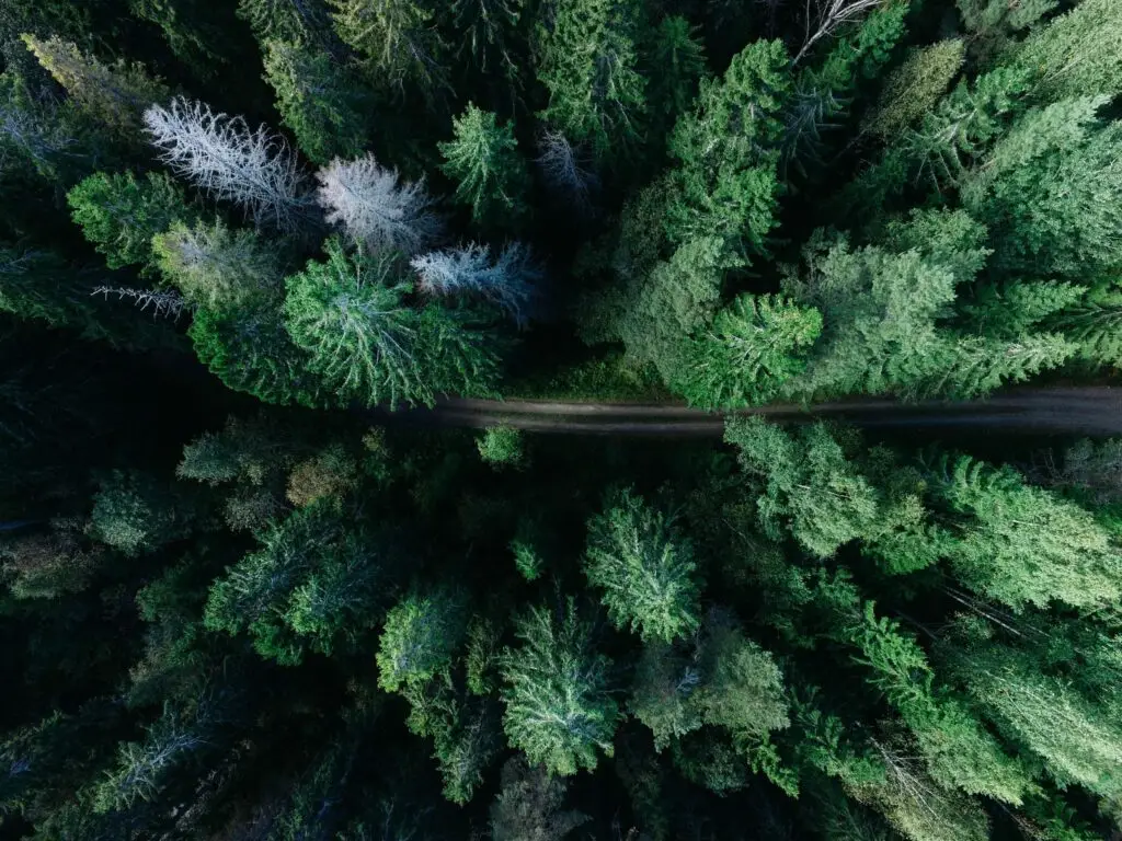 Aerial view of a dense forest with a narrow dirt road cutting through the middle, perfect for nature activities for kids. The lush green trees vary in size and shade, with patches of brown and gray, indicating a mix of conifers and deciduous trees.