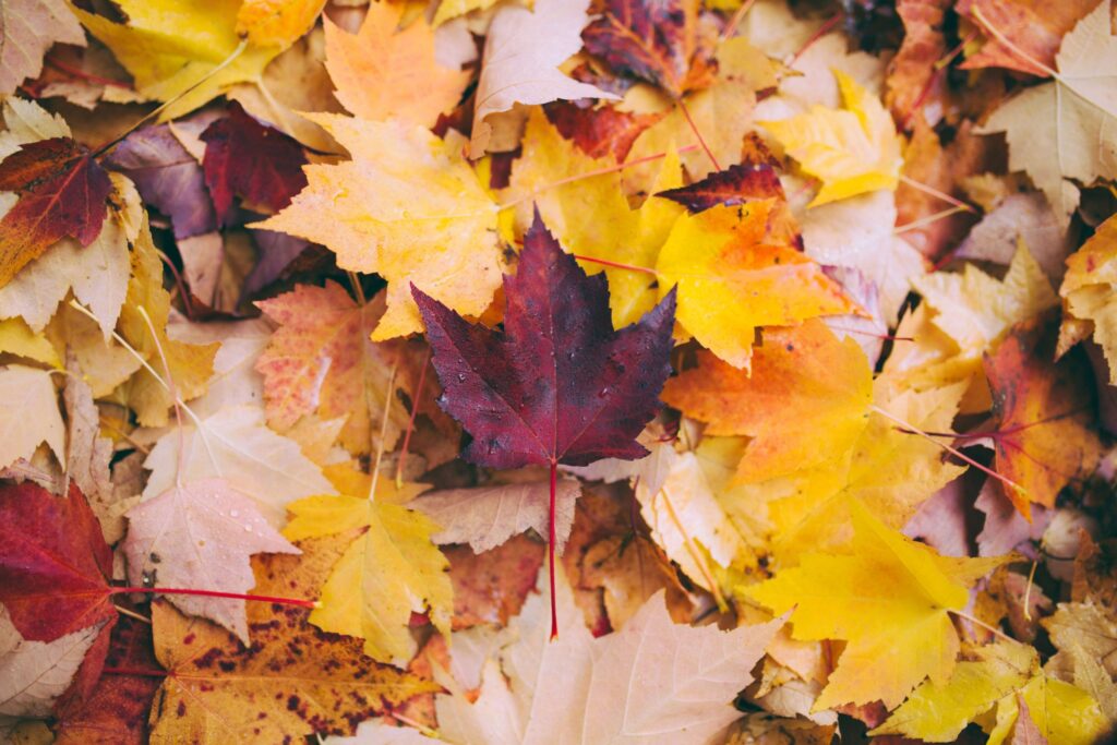 A close-up of fallen autumn leaves in varying shades of yellow, orange, and brown. A prominent deep red leaf is centered among the colorful assortment, capturing the vibrant essence of fall, perfect for inspiring Fall STEM Activities.