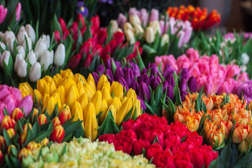 A vibrant display of tulips in various colors, including red, yellow, purple, pink, and white, offers a perfect backdrop for spring activities for kids. The flowers are closely packed and arranged in groups by color, creating a lively and colorful pattern that delights little explorers.