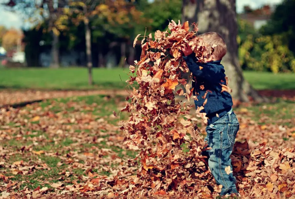 In a park with lush green grass and trees, a child in a navy sweater and jeans enjoys toddler-friendly fall activities. Energetically, the child tosses vibrant autumn leaves into the air, creating joyful moments amid the rich carpet of fallen leaves.