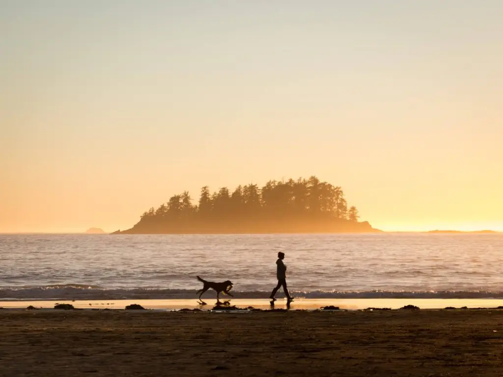 A person walks a dog along a sandy beach at sunset, with an island in the distance under a golden sky. Engaging in mindfulness, waves gently lap at the shore, creating a serene and peaceful scene perfect for relaxation.