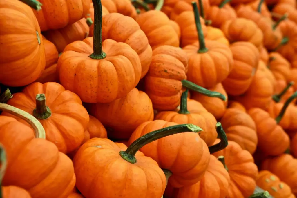 A pile of small orange pumpkins with green stems, closely stacked together, fills the frame. The pumpkins vary in size and shape, creating a textured and colorful autumnal display—perfect for fall activities for preschoolers to explore textures and colors.