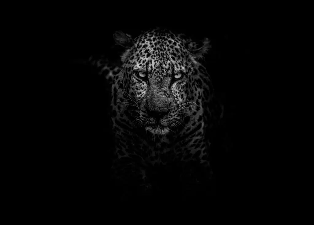 A leopard, one of nature's most skilled predators, emerges from the darkness, its face and body subtly illuminated. The animal's piercing eyes and distinctive spotted coat are prominent, creating a dramatic and intense atmosphere against the black background.