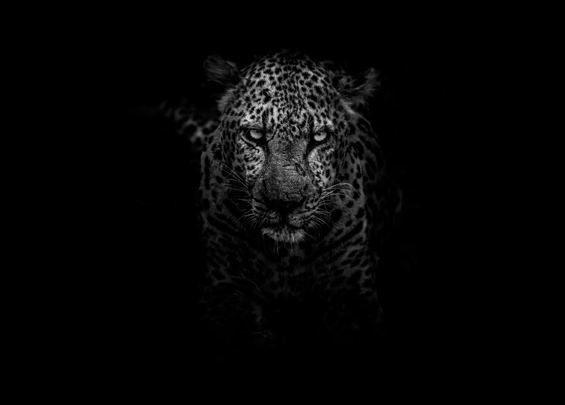 A leopard, one of nature's most skilled predators, emerges from the darkness, its face and body subtly illuminated. The animal's piercing eyes and distinctive spotted coat are prominent, creating a dramatic and intense atmosphere against the black background.