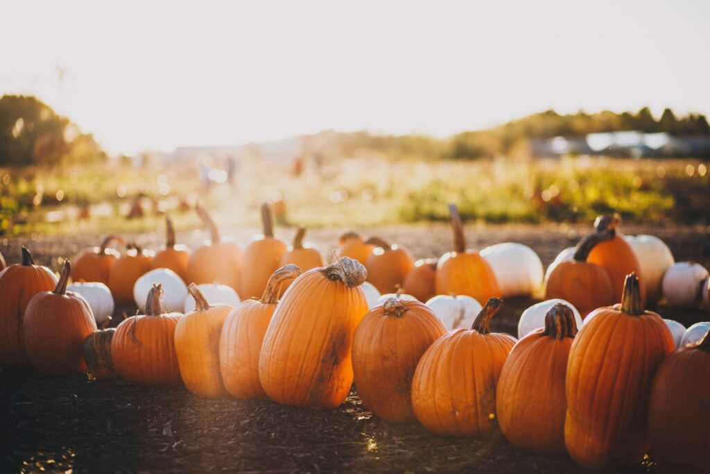 A row of orange and white pumpkins bask in sunlight on a field, with blurred foliage in the background, creating a warm and rustic autumn scene—perfect for activities at a fall festival.