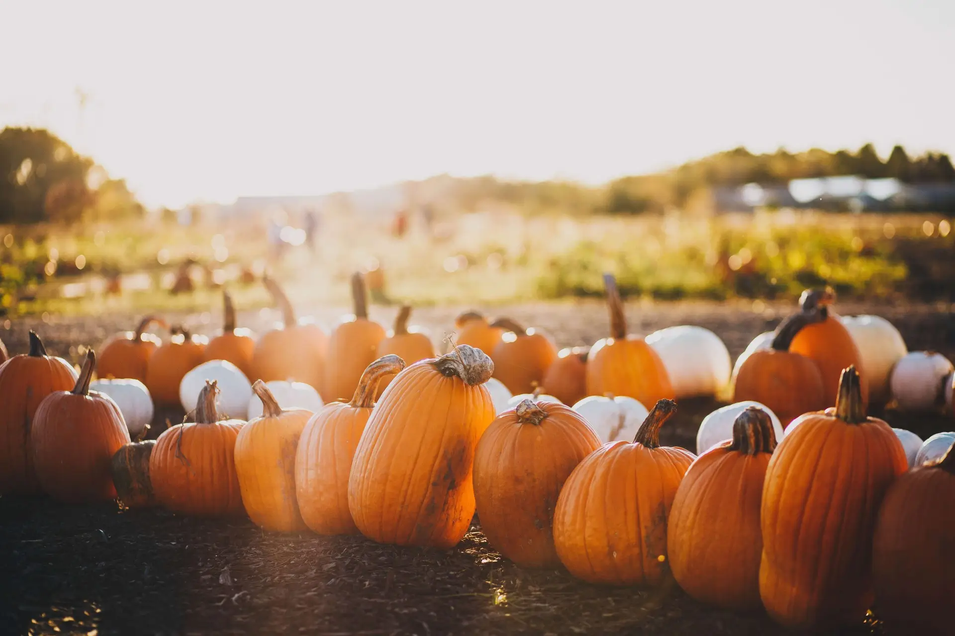 A row of orange and white pumpkins bask in sunlight on a field, with blurred foliage in the background, creating a warm and rustic autumn scene—perfect for activities at a fall festival.