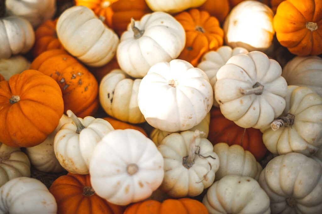 A close-up of small pumpkins in various shades of orange and white, piled together, showcases smooth and ridged textures. Perfect for sharing Thanksgiving facts for kids, these festive gourds create a charming autumnal display.