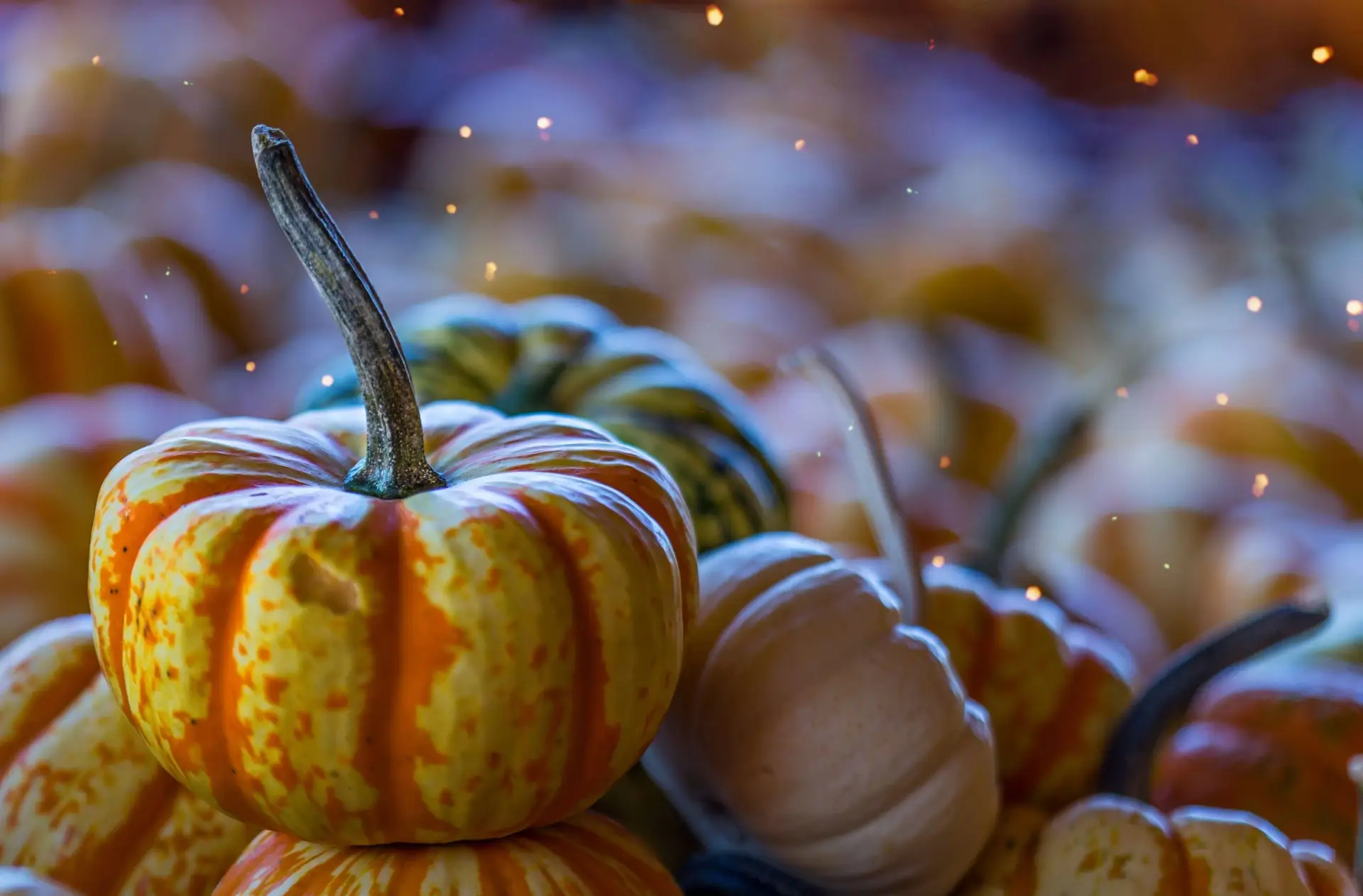 Close-up of assorted pumpkins with orange and yellow stripes, glowing warmly under bokeh lights. This festive scene evokes a sense of autumnal delight, like thanksgiving cartoons for kids that captivate the joy of the season.