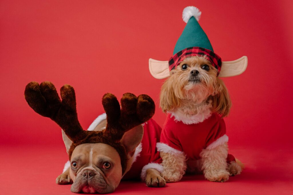 Two dogs in Christmas costumes pose against a red backdrop, like characters from funny Christmas cartoons. One sports antlers and a Santa suit, while the other delights as an elf with a green hat and red outfit. Both gaze humorously at the camera, embodying festive cheer.