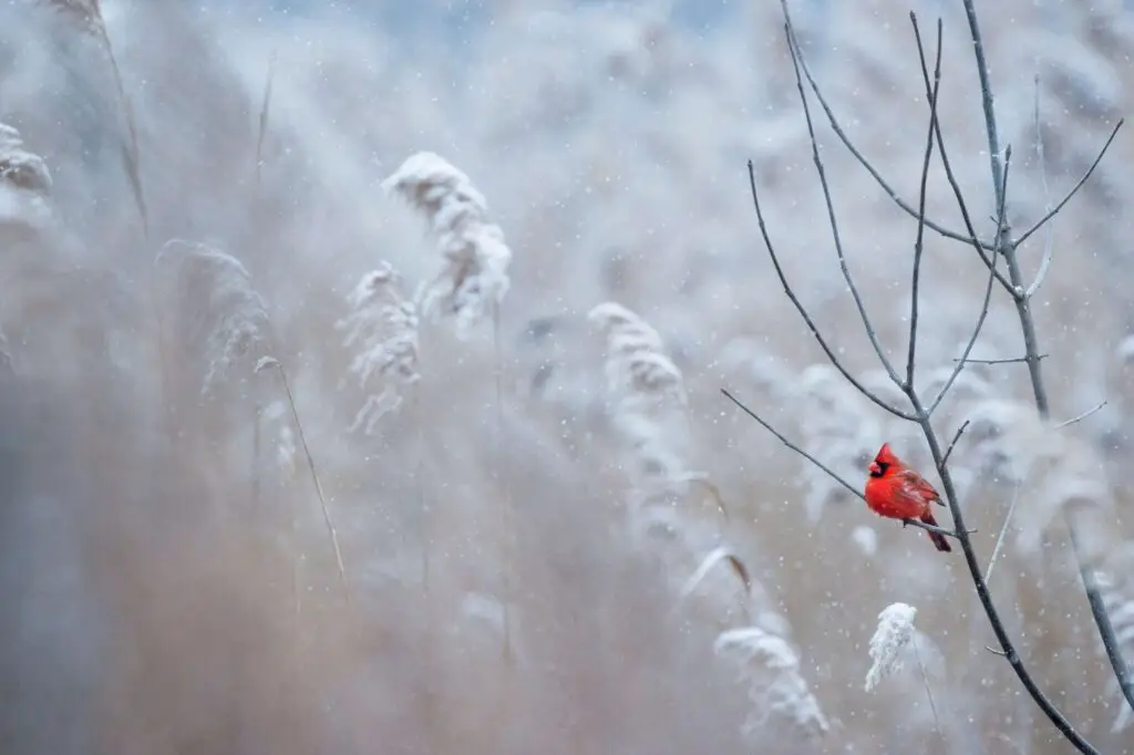 A vibrant red cardinal perched on a bare branch amidst a snowy landscape, surrounded by tall, frosty grasses. Snowflakes gently fall like whispers of winter jokes for kids, creating a serene and playful winter scene.