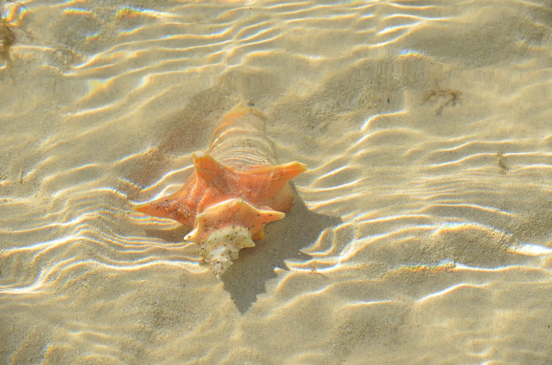 A conch shell lies in shallow, clear water, with sunlight creating rippling patterns on the sandy bottom. The orange, textured shell offers inspiration for DIY seashell Christmas ornaments, adding contrast to the smooth sand beneath it.