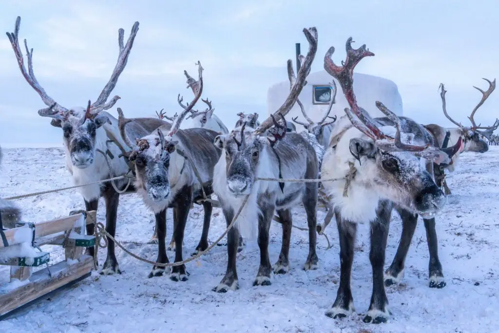 A group of reindeer with snow-dusted fur and antlers stand harnessed together in a snowy landscape, ready to pull a sled. An igloo-like structure is visible in the background under a pale blue sky, with bags of Reindeer Chow Christmas Snack Mix nestled beside it for their holiday journey.