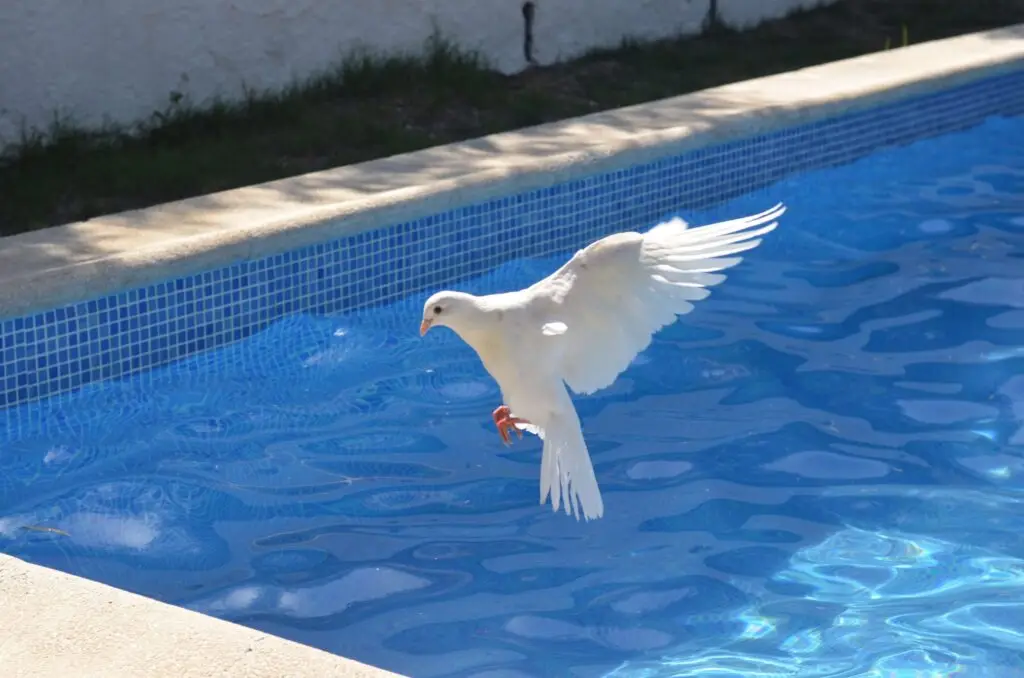 a white dove flying over a swimming pool