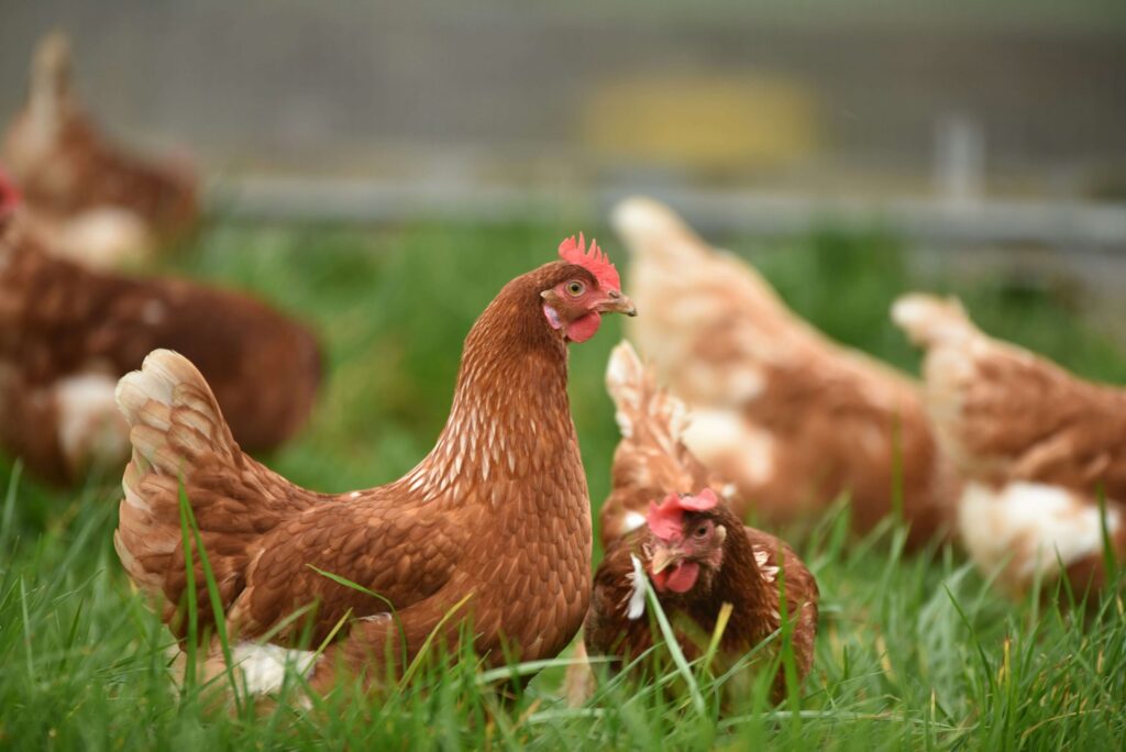 brown chickens in the grass