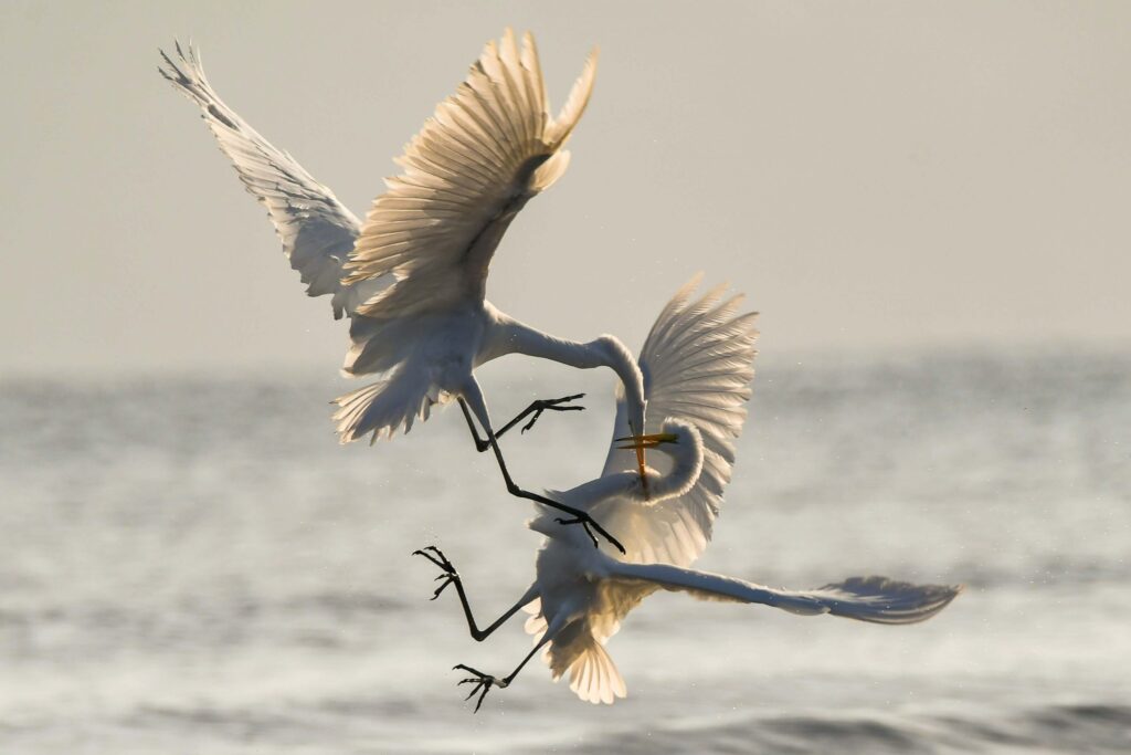 two white birds fighting each other