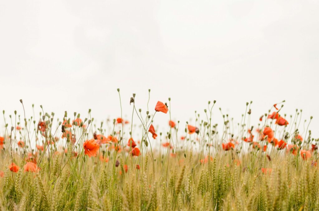 orange flowers in a field