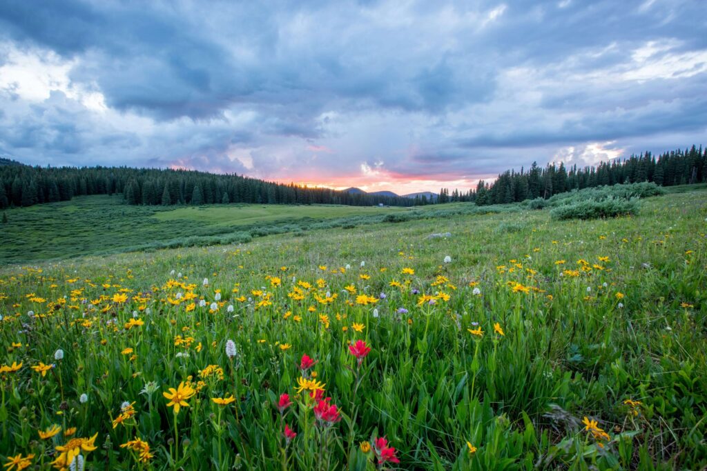 flowers in a field in the evening