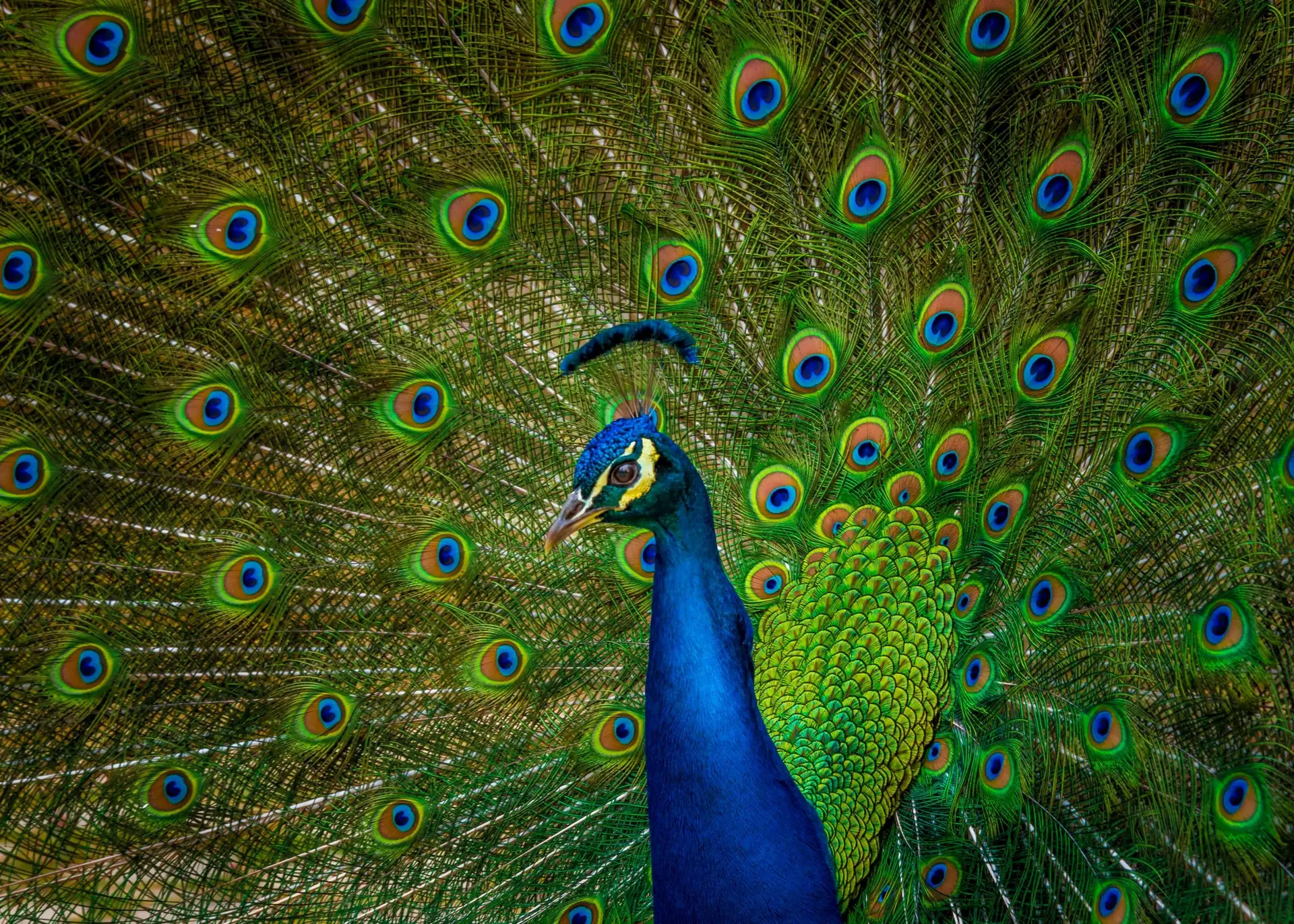 close up of a male peacock