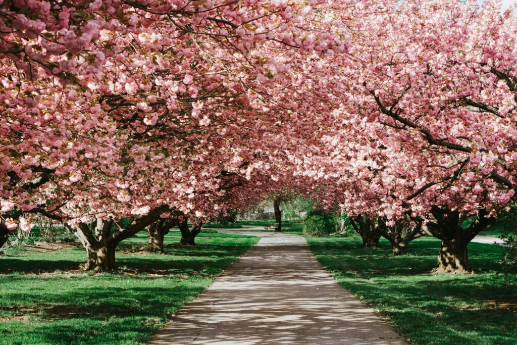 trail surrounded by cherry blossom trees