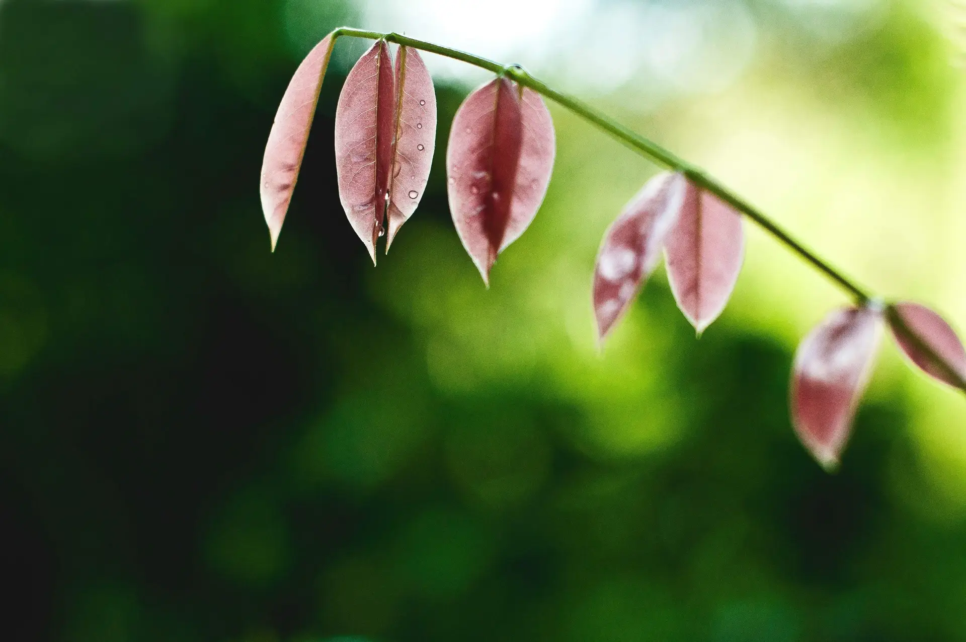 close up of wet leaves on a branch