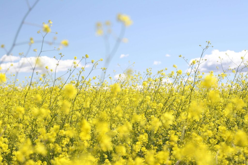 close up of yellow flowers in a field