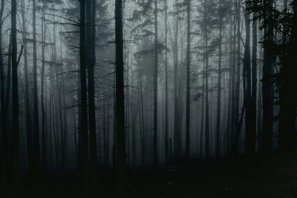 dark ominous forest