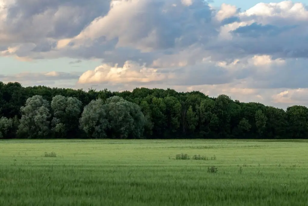 open green field with green trees and a cloudy sky