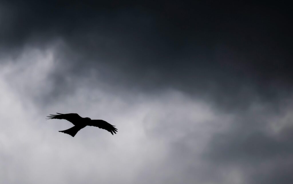 black crow flying in ominous sky