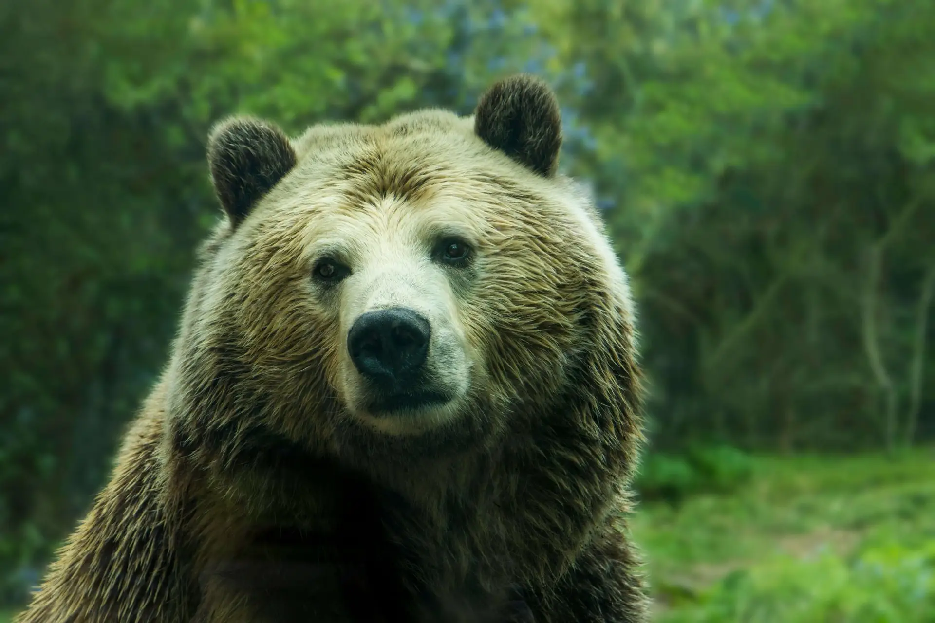 big brown bear in the woods