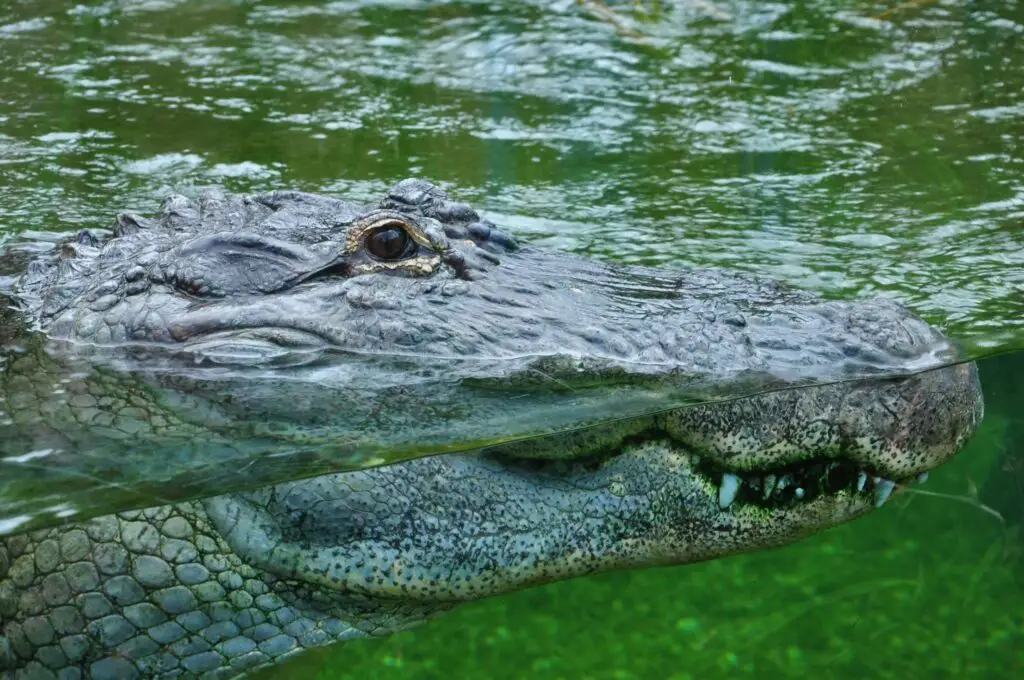 close up of an alligator in the water